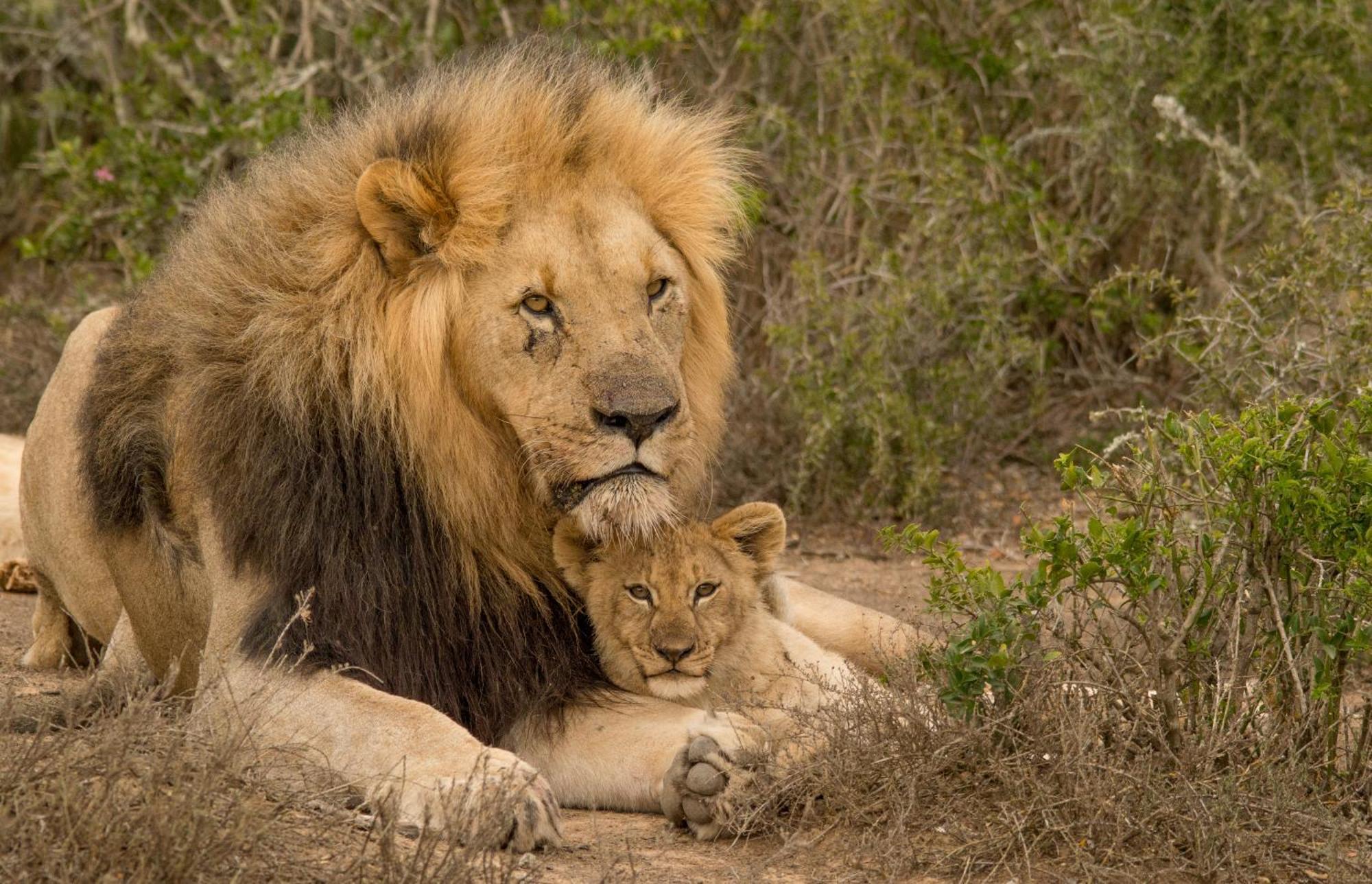 Kwandwe Private Game Reserve - Melton Manor Grahamstown Ngoại thất bức ảnh