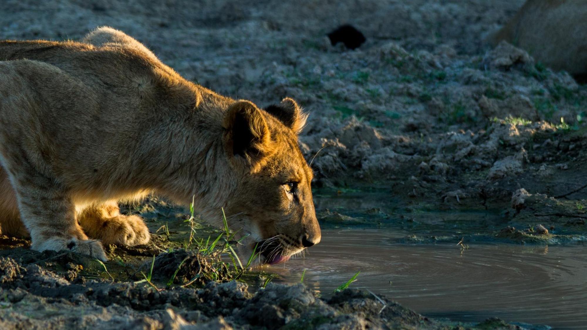 Kwandwe Private Game Reserve - Melton Manor Grahamstown Ngoại thất bức ảnh