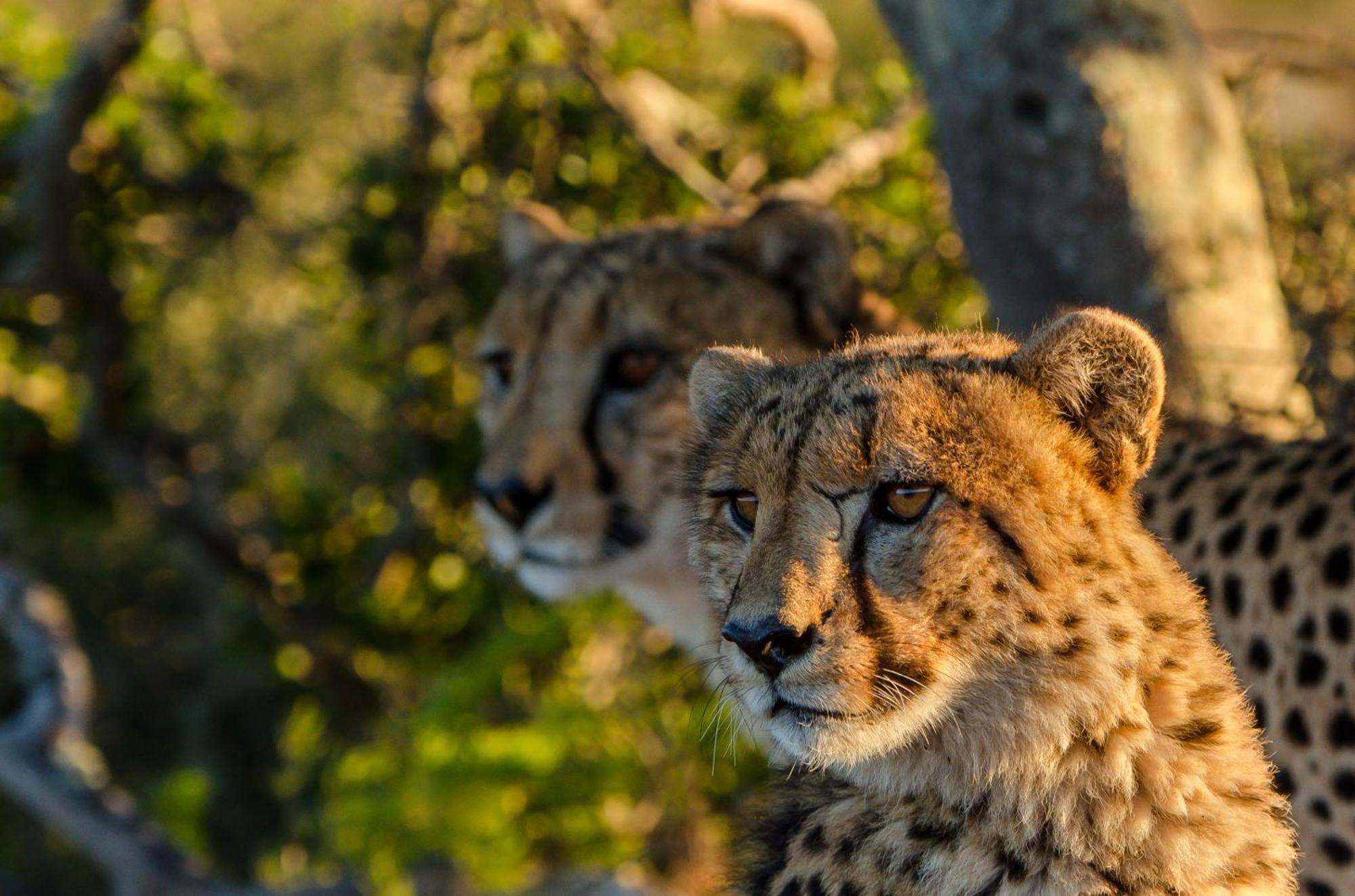 Kwandwe Private Game Reserve - Melton Manor Grahamstown Ngoại thất bức ảnh