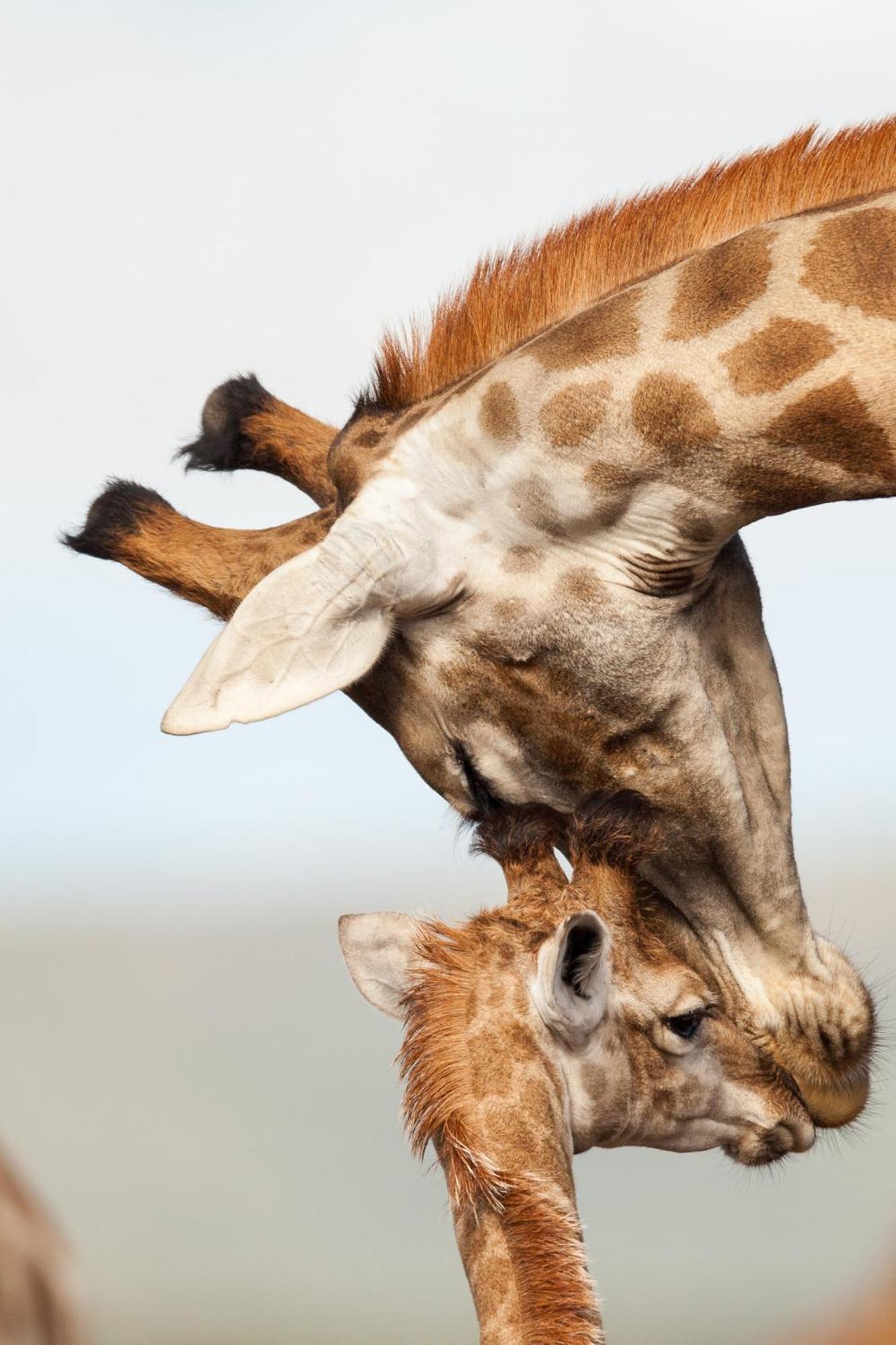 Kwandwe Private Game Reserve - Melton Manor Grahamstown Ngoại thất bức ảnh