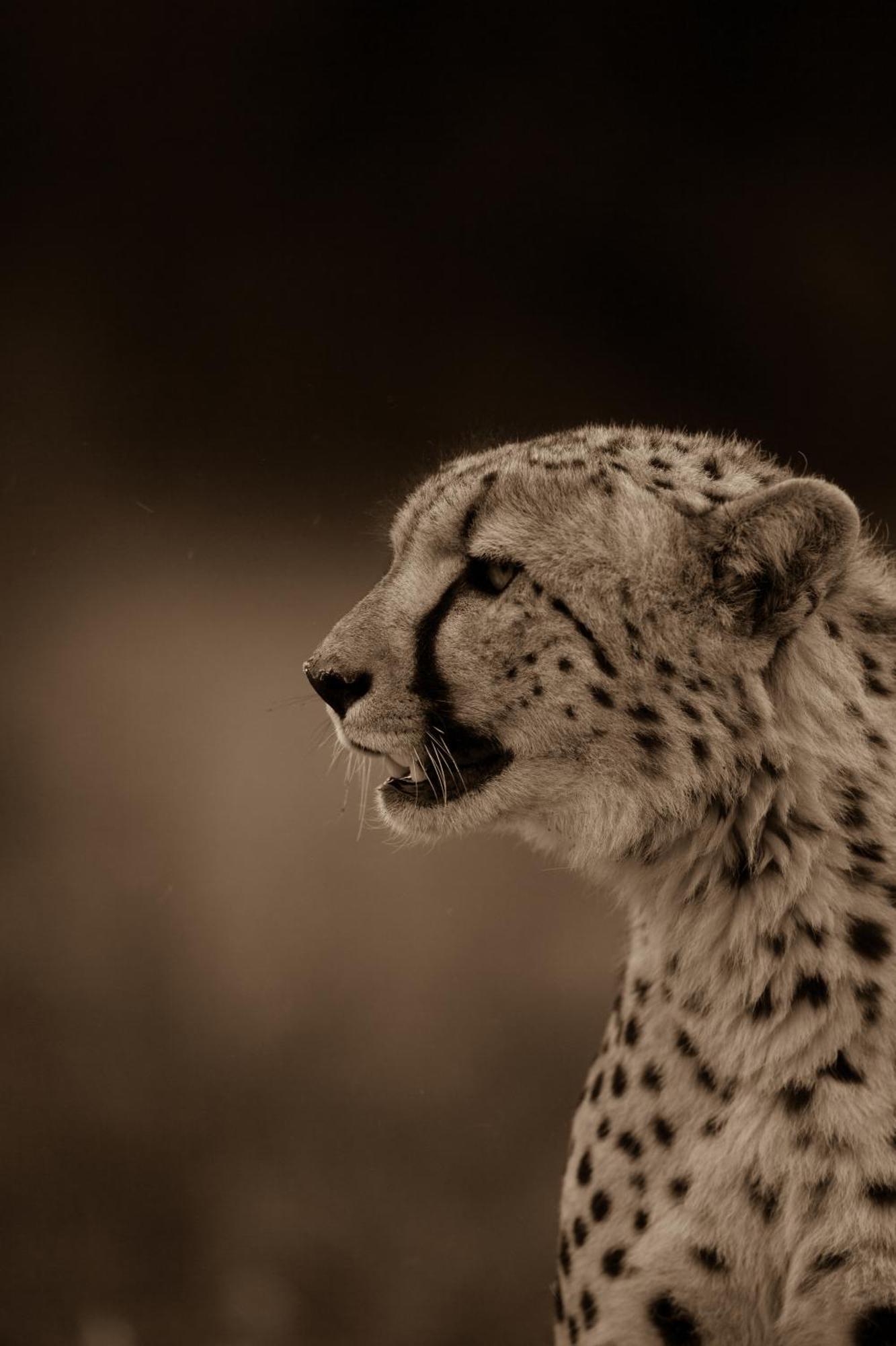 Kwandwe Private Game Reserve - Melton Manor Grahamstown Ngoại thất bức ảnh