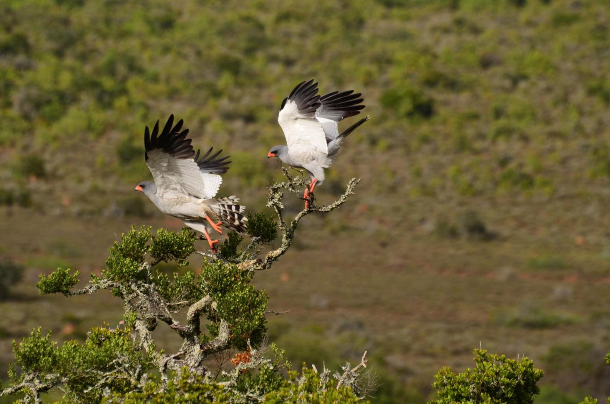 Kwandwe Private Game Reserve - Melton Manor Grahamstown Ngoại thất bức ảnh