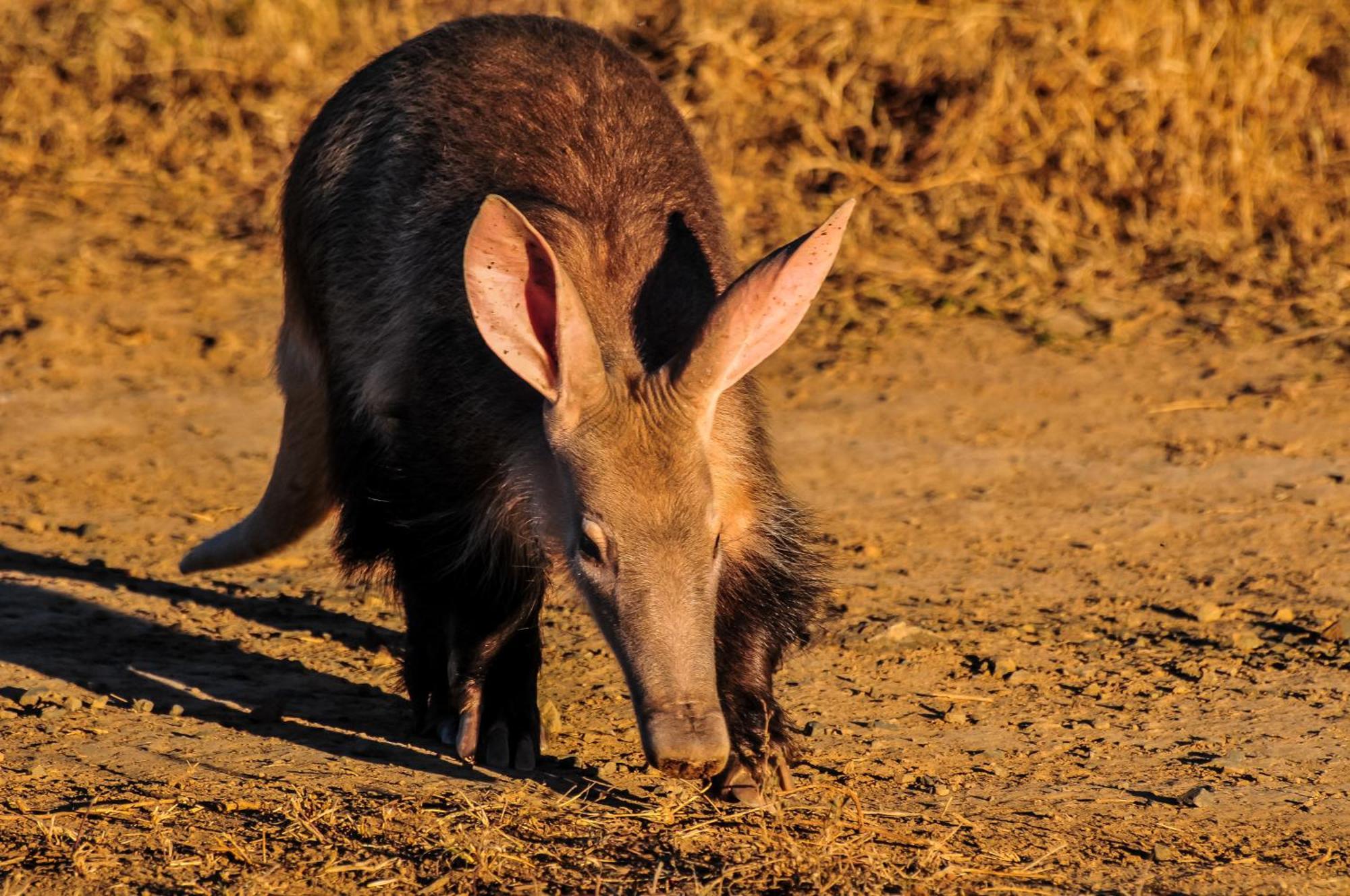 Kwandwe Private Game Reserve - Melton Manor Grahamstown Ngoại thất bức ảnh