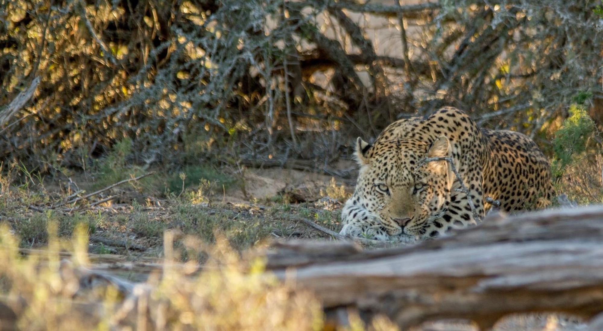 Kwandwe Private Game Reserve - Melton Manor Grahamstown Ngoại thất bức ảnh
