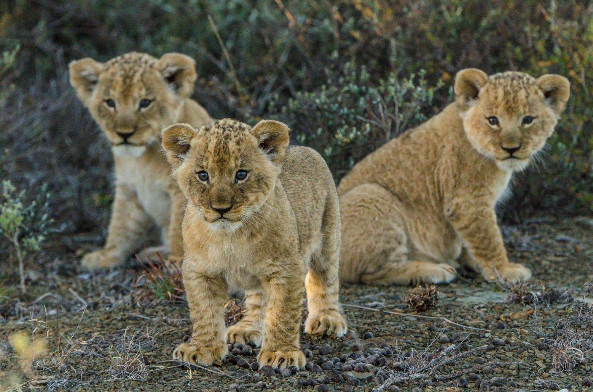 Kwandwe Private Game Reserve - Melton Manor Grahamstown Ngoại thất bức ảnh
