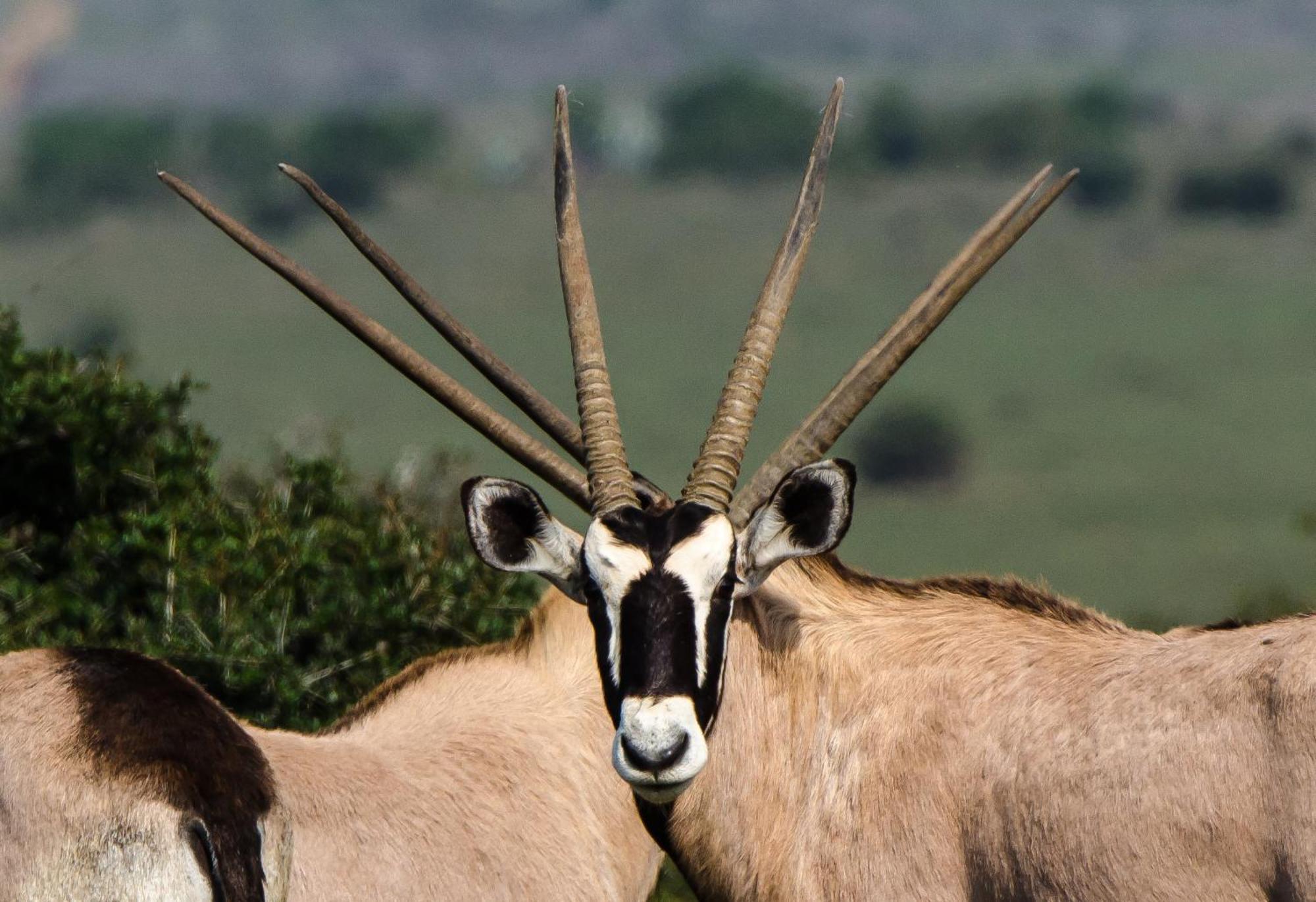 Kwandwe Private Game Reserve - Melton Manor Grahamstown Ngoại thất bức ảnh