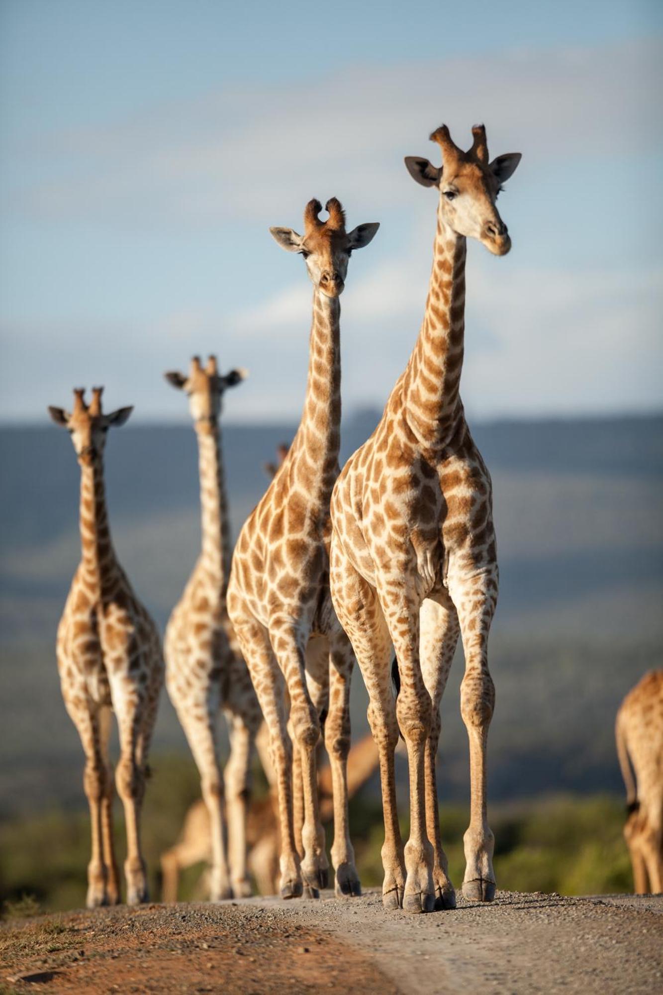 Kwandwe Private Game Reserve - Melton Manor Grahamstown Ngoại thất bức ảnh