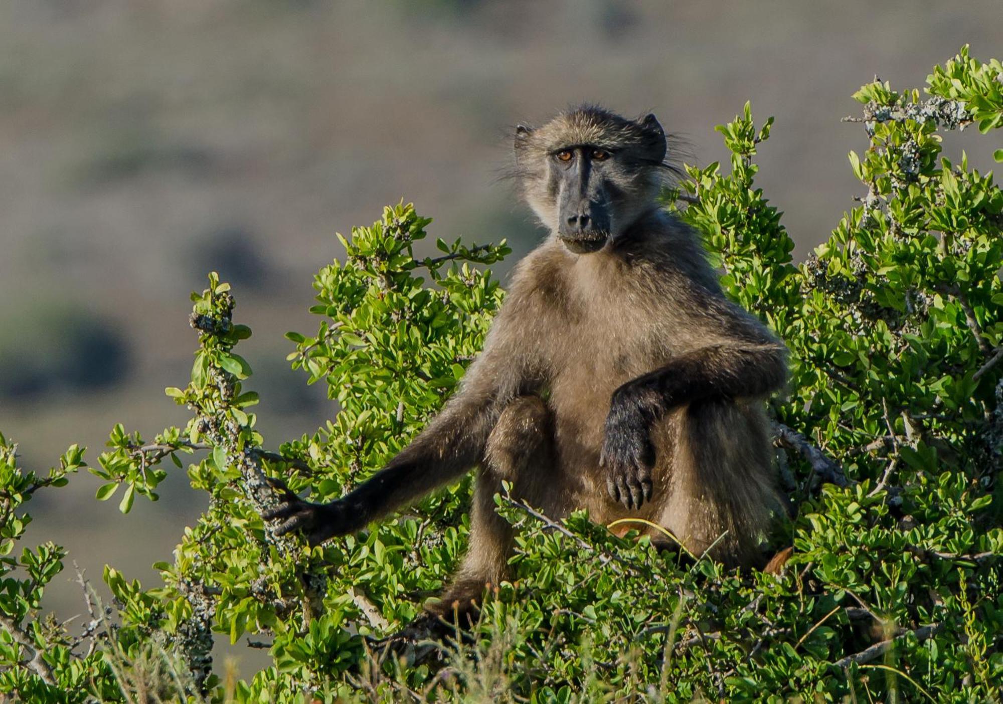 Kwandwe Private Game Reserve - Melton Manor Grahamstown Ngoại thất bức ảnh