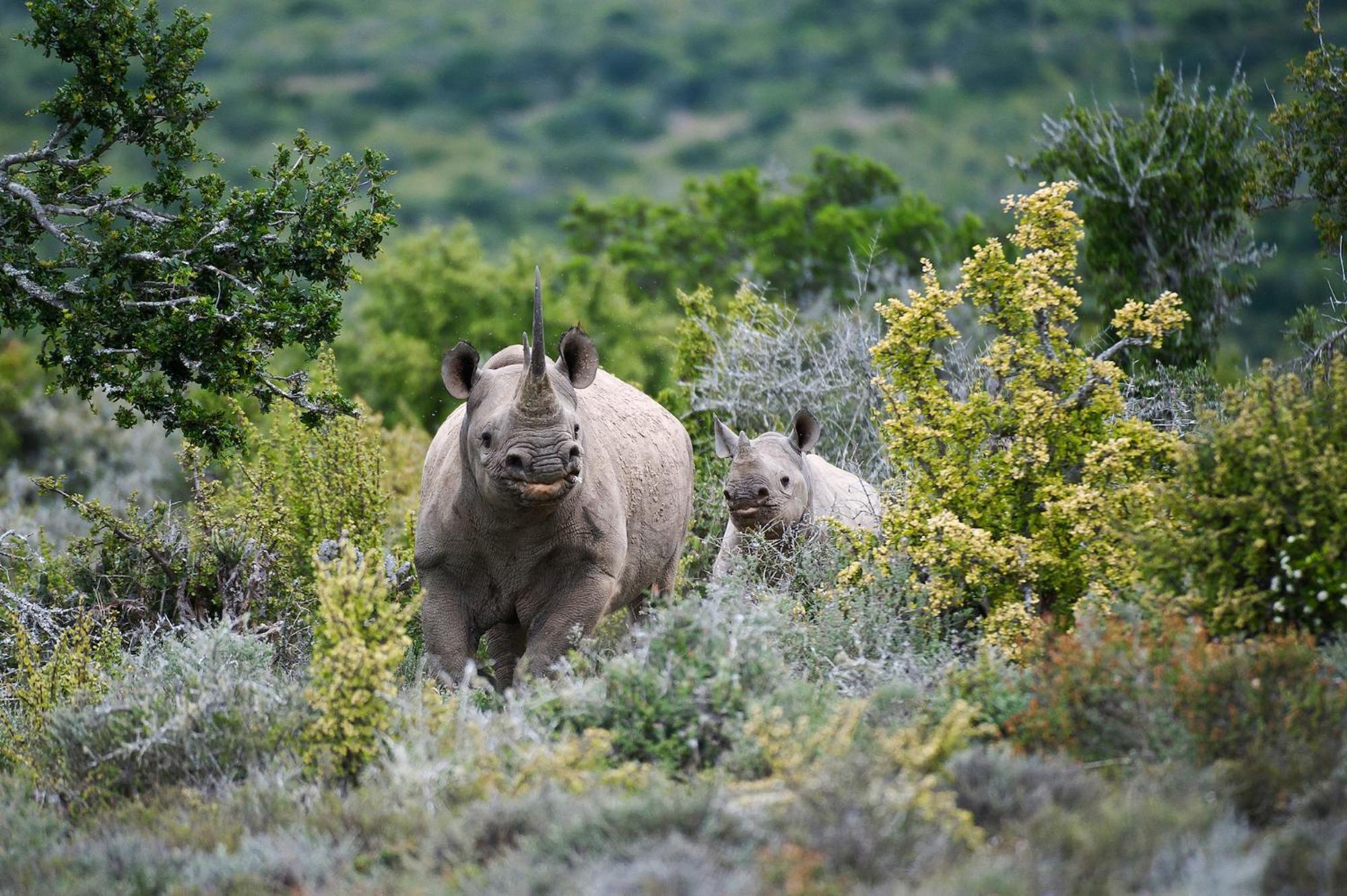 Kwandwe Private Game Reserve - Melton Manor Grahamstown Ngoại thất bức ảnh
