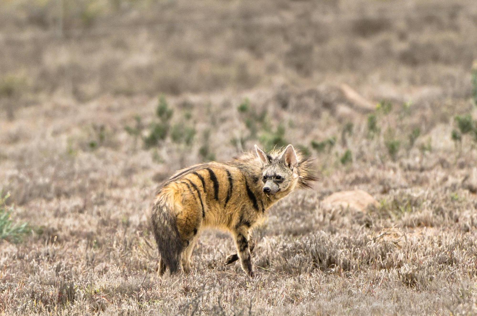 Kwandwe Private Game Reserve - Melton Manor Grahamstown Ngoại thất bức ảnh