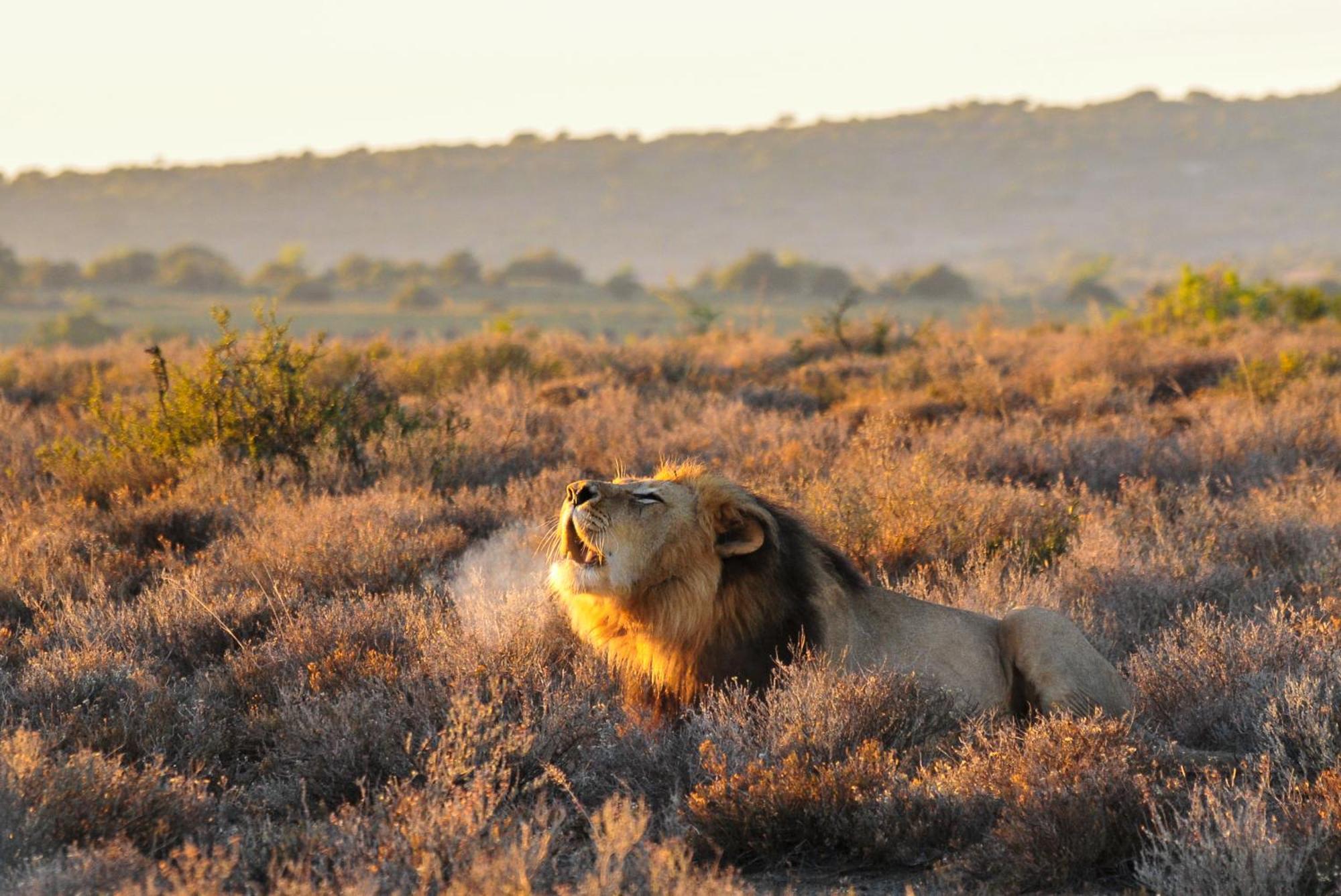 Kwandwe Private Game Reserve - Melton Manor Grahamstown Ngoại thất bức ảnh