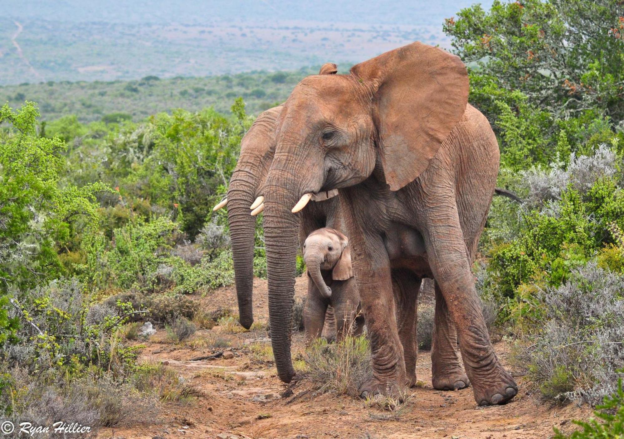 Kwandwe Private Game Reserve - Melton Manor Grahamstown Ngoại thất bức ảnh