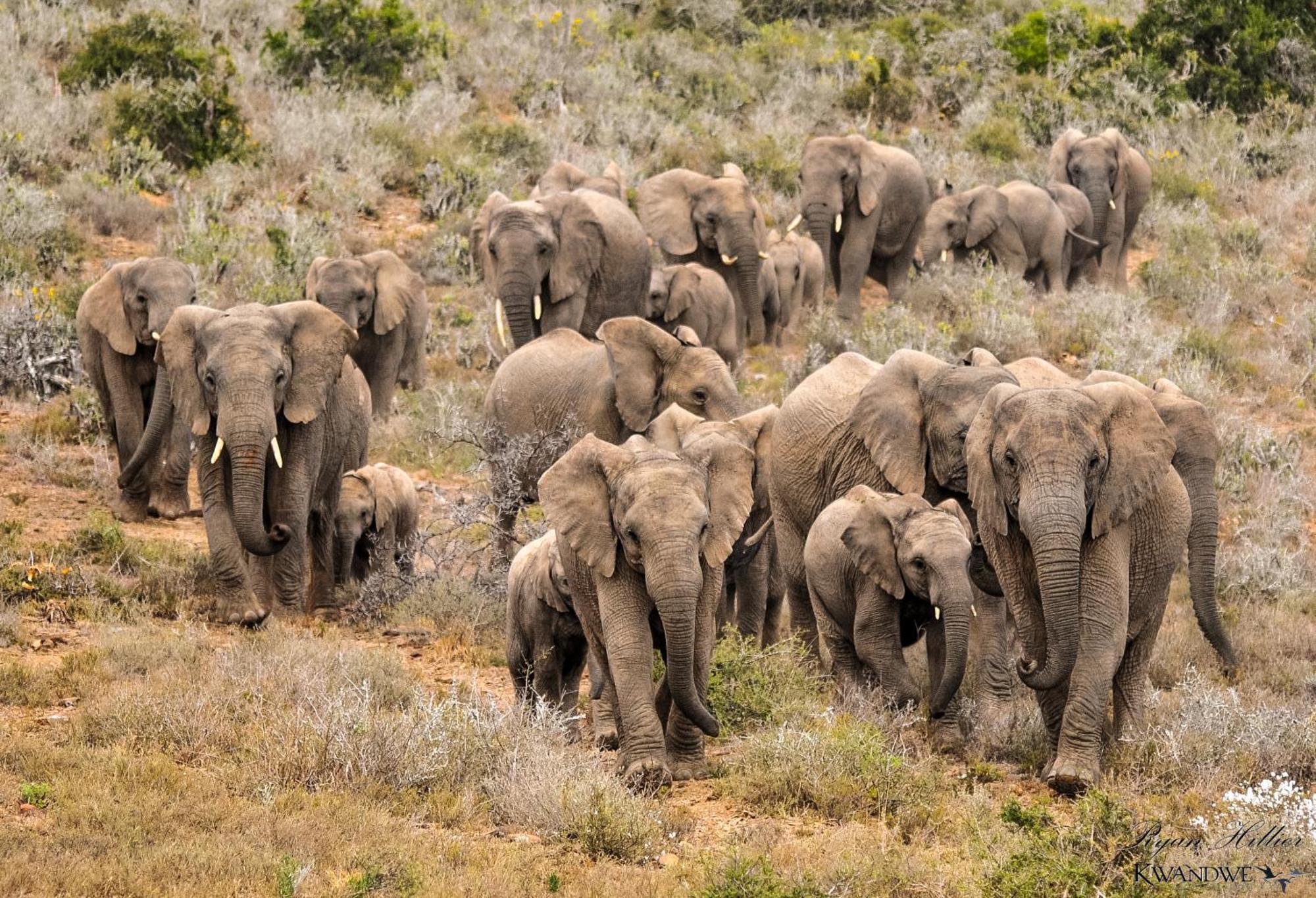 Kwandwe Private Game Reserve - Melton Manor Grahamstown Ngoại thất bức ảnh