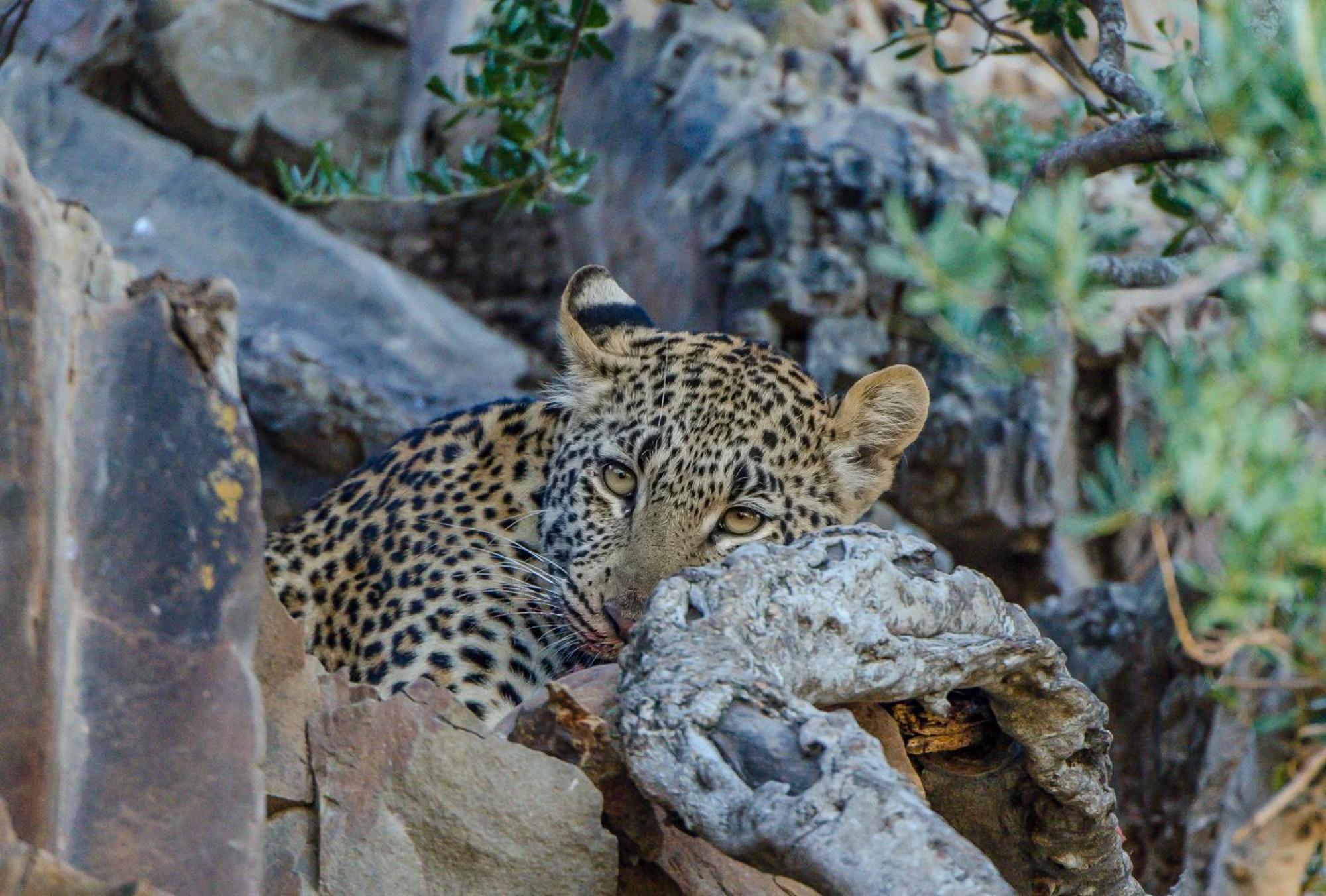 Kwandwe Private Game Reserve - Melton Manor Grahamstown Ngoại thất bức ảnh