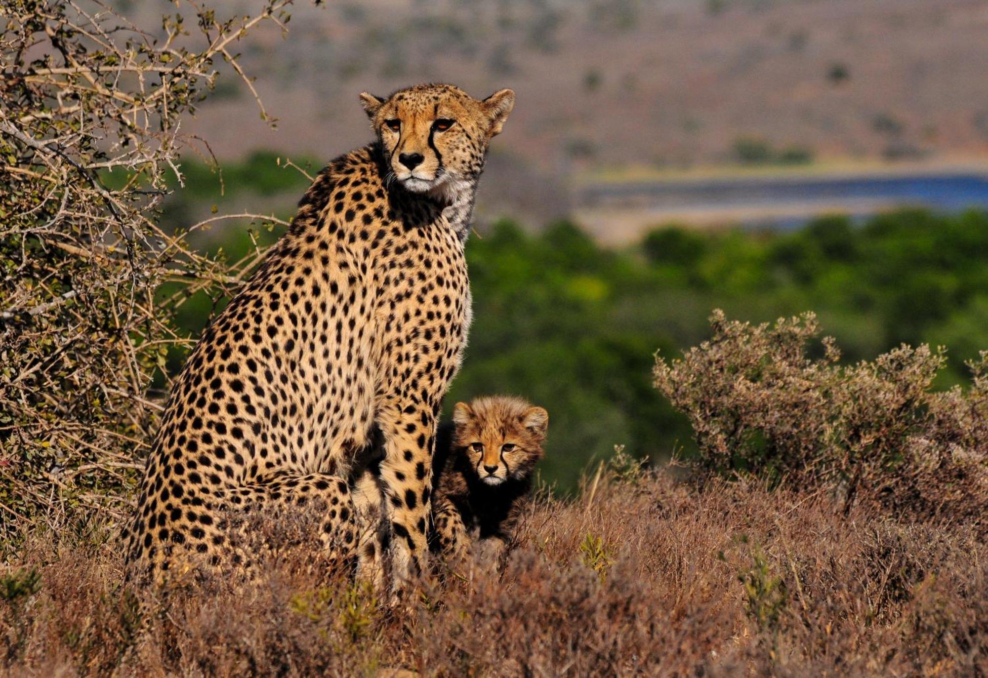 Kwandwe Private Game Reserve - Melton Manor Grahamstown Ngoại thất bức ảnh
